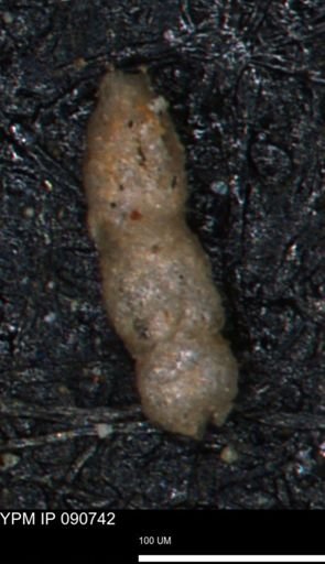 undet. Foraminiferida