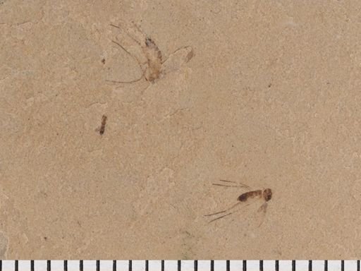 Diptera