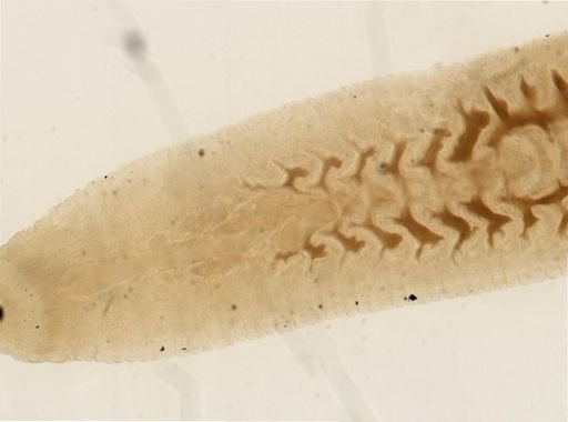 Glossiphonia