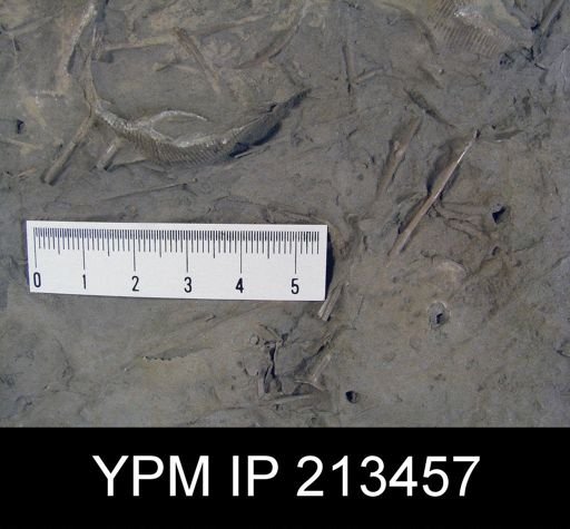 Productus sp.; Brachiopod, Bryozoa, Trilobite, Productid Brachiopod