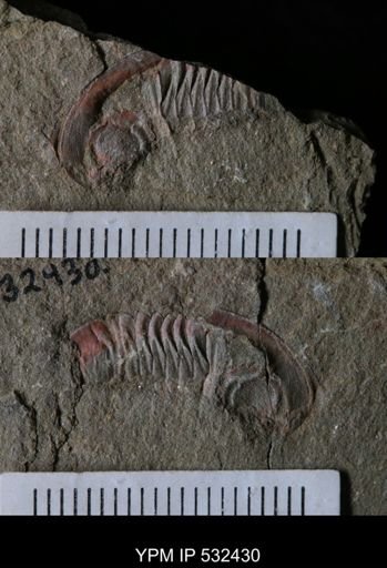undet. Trilobita