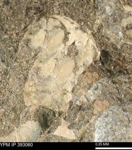 undet. Ammonoidea