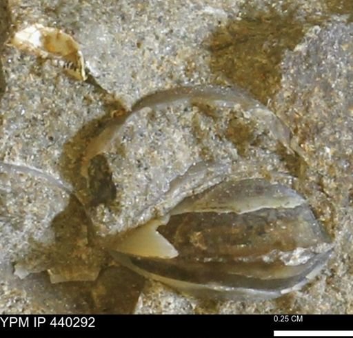 Protocardia subquadrata