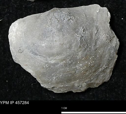 Pholidostrophia iowaensis