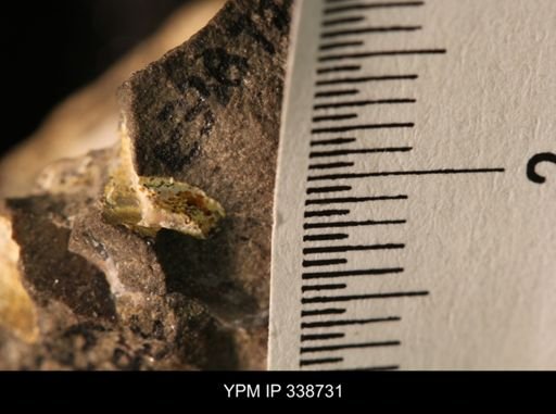 Protocardia subquadrata