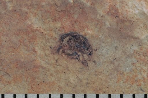 undet. Curculionidae
