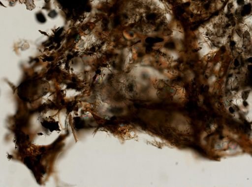 Ircinia sp.