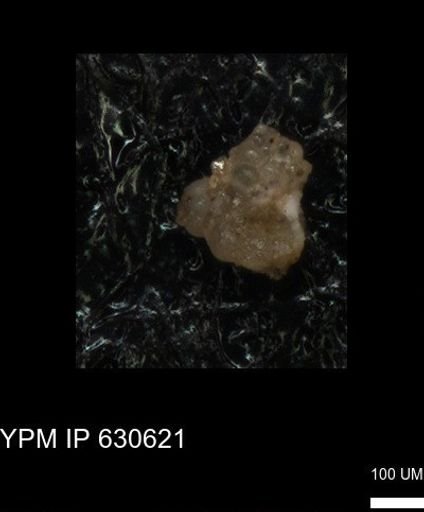 undet. Foraminiferida