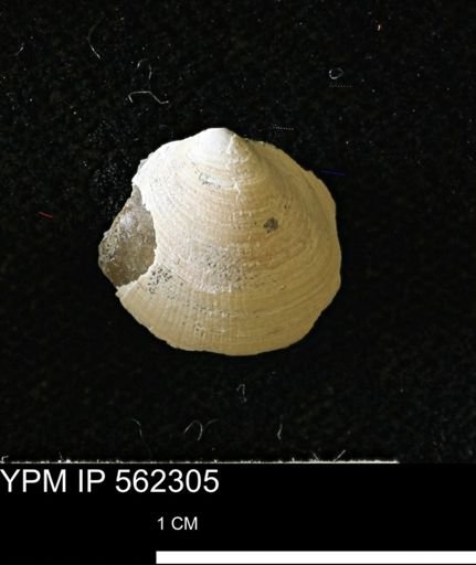 Limopsis striatopunctatus