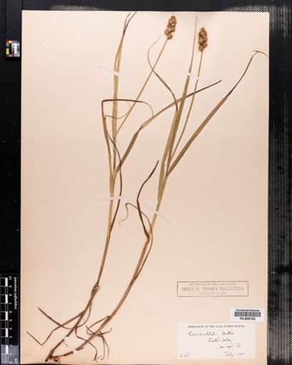 Carex cristatella