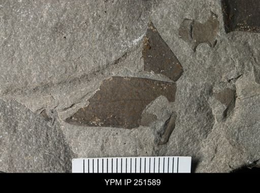 undet. Eurypterida