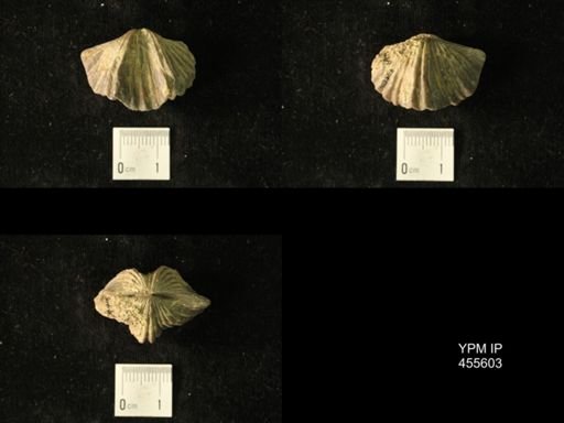 Platystrophia laticosta
