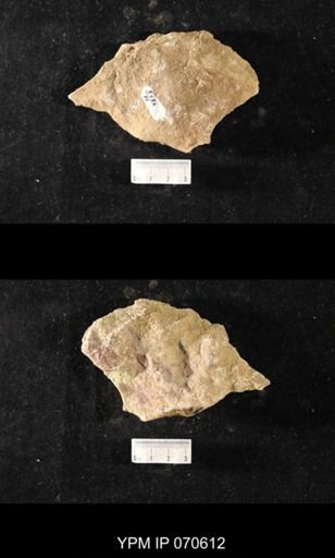 Favosites louisvillensis