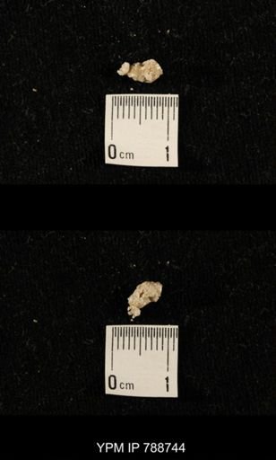 taxon undetermined