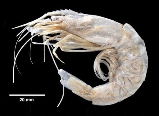 Xiphopenaeus hartii