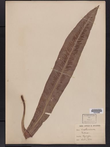 Asplenium