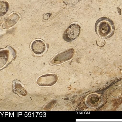Serpulidae
