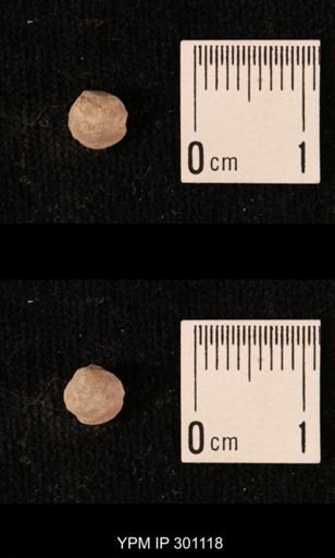 Ambocoelia sp.