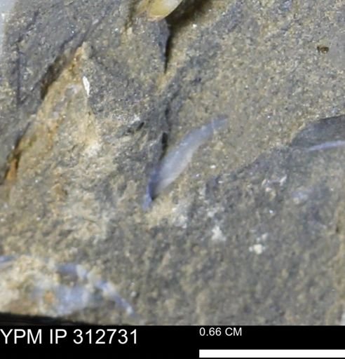 undet. Mollusca