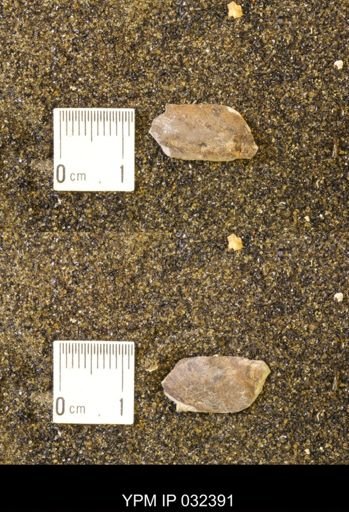 undet. Scaphitidae