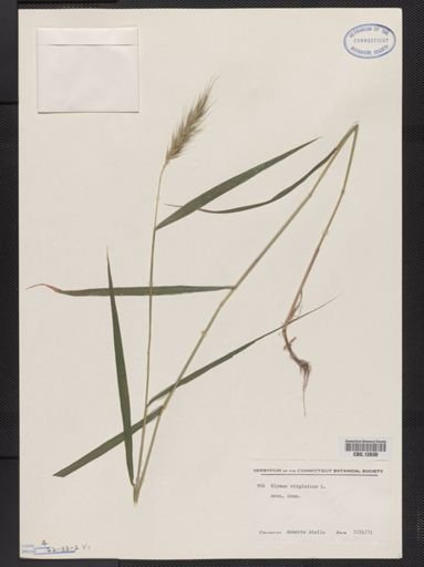 Elymus virginicus
