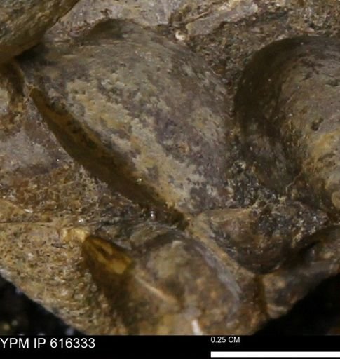 Protocardia subquadrata