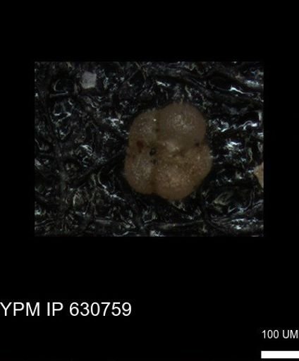 undet. Rugoglobigerinidae