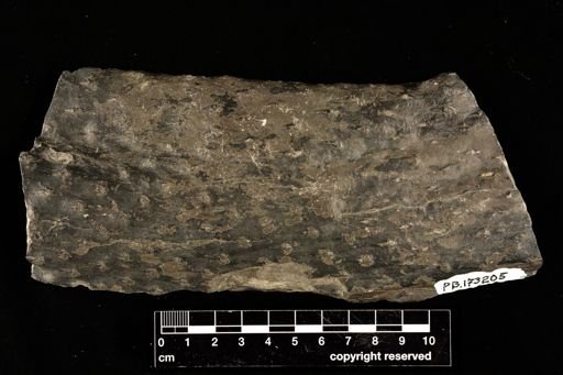 Lepidodendron sp.