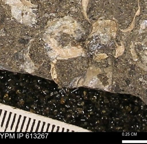 Scaphites sp.