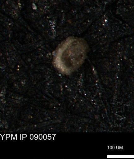 Miliammina ischnia