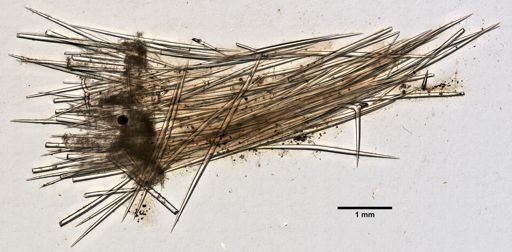 Stelletta mastoidea