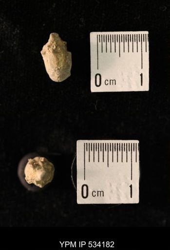 Talarocrinus sp.