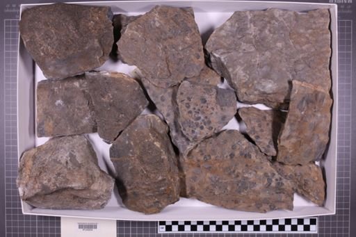 mixed taxa, stratigraphic collection