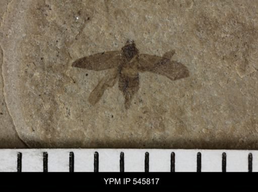 undet. Auchenorrhyncha