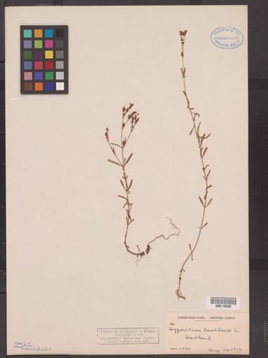 Hypericum canadense