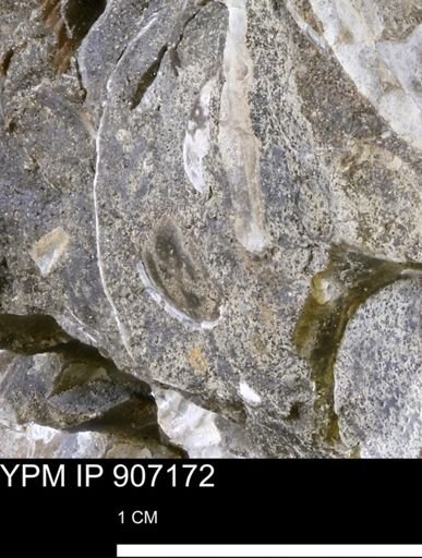 undet. Mollusca