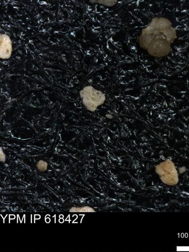 undet. Foraminiferida