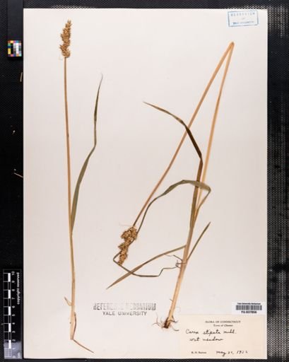 Carex stipata