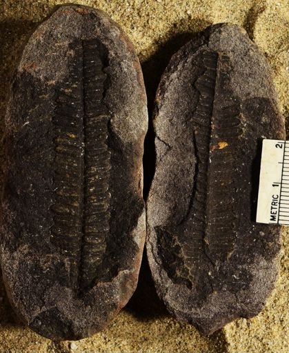 Pecopteris unitus