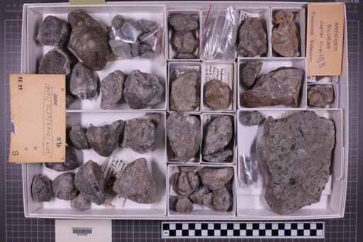 mixed taxa, stratigraphic collection
