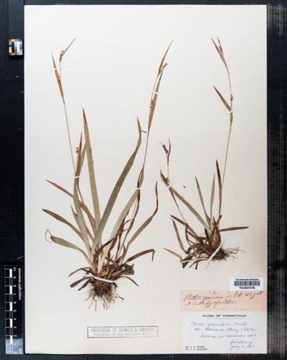 Carex granularis