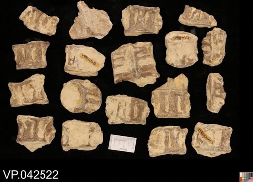 undet. Actinopterygii