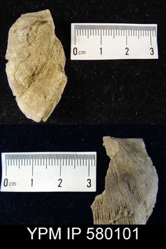 Strophodonta sp.