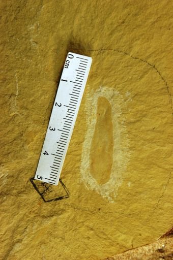 Mimosites acaciafolius