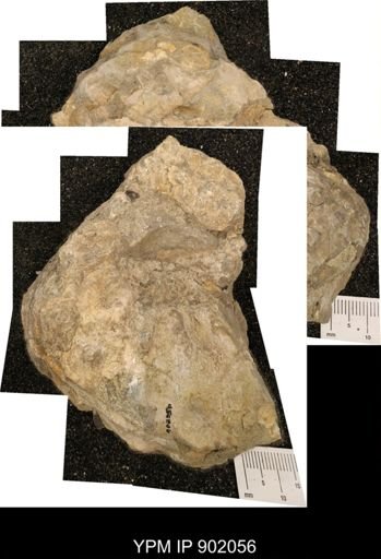 undet. Ammonoidea