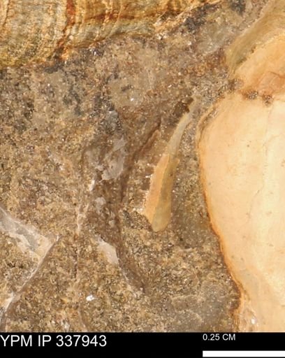 undet. Bivalvia