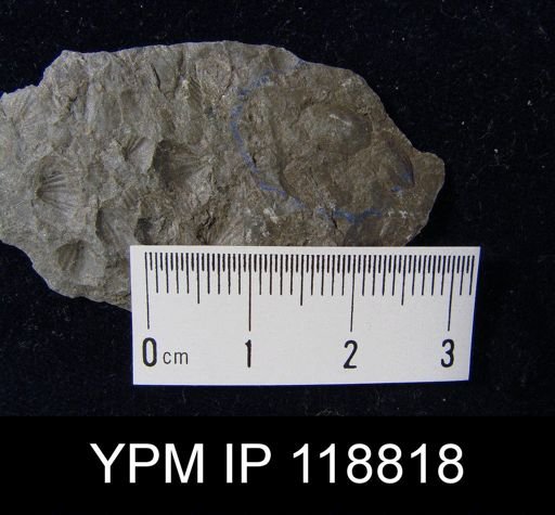 Chonetes tenuistriatus