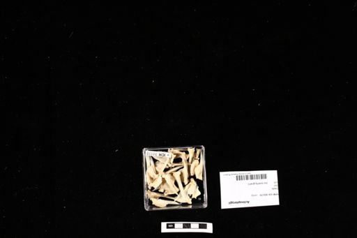 Actinopterygii