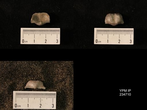 Marginifera splendens