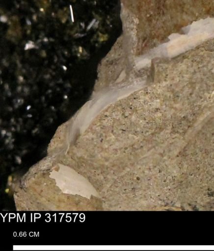 undet. Mollusca